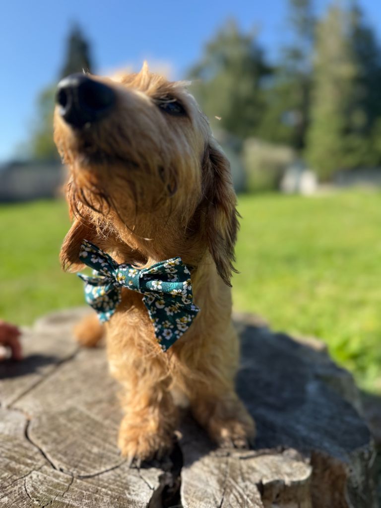 Shiny Du domaine de saint clair