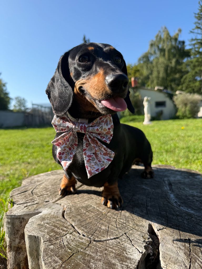 So'6 du Domaine de la Flammelière