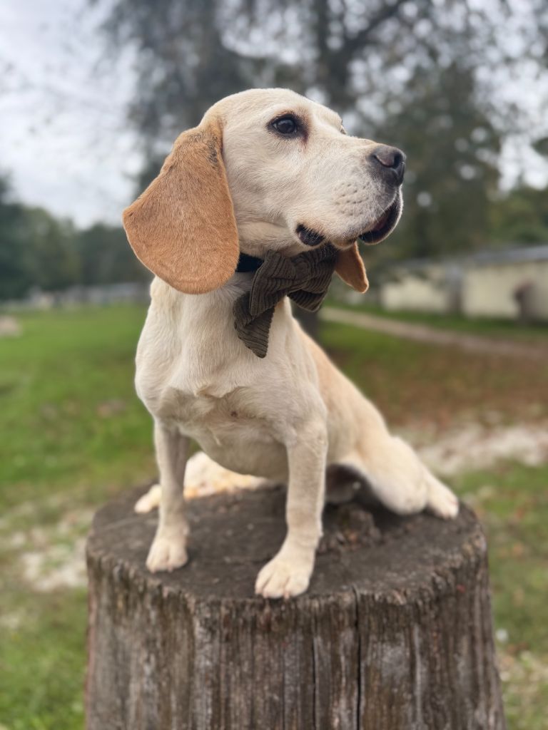 Lancelot de la vignelais