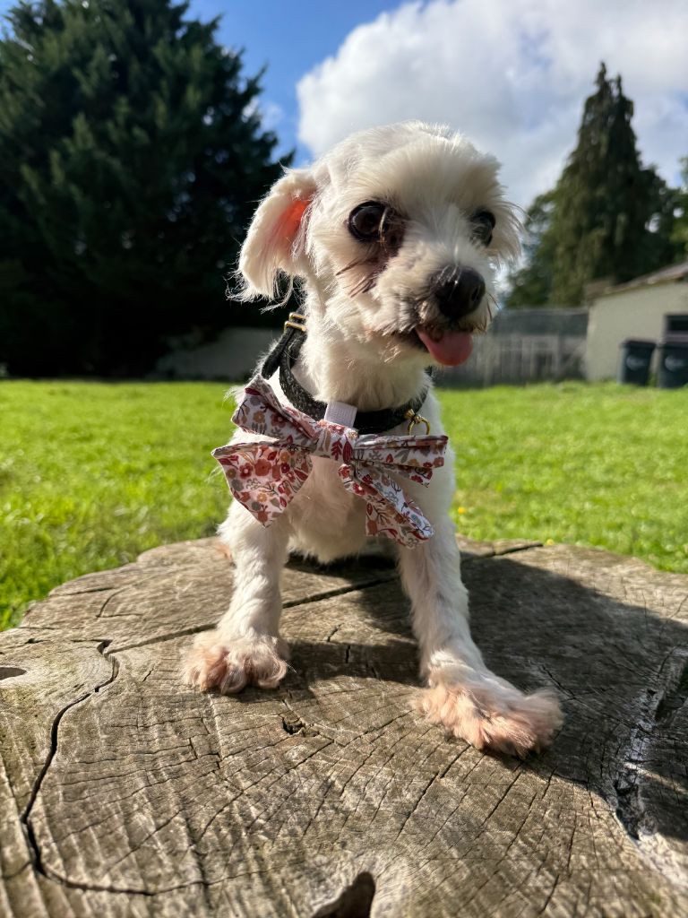 Pandora (Sans Affixe)