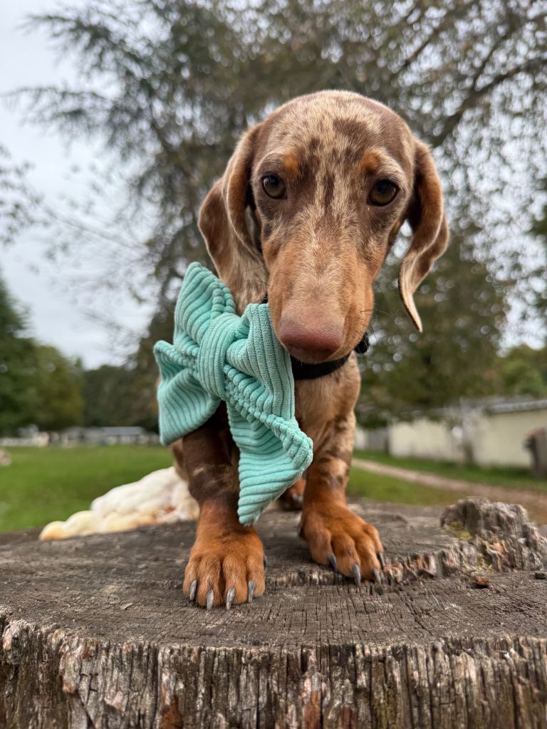 After eight De La Foret Du Landy