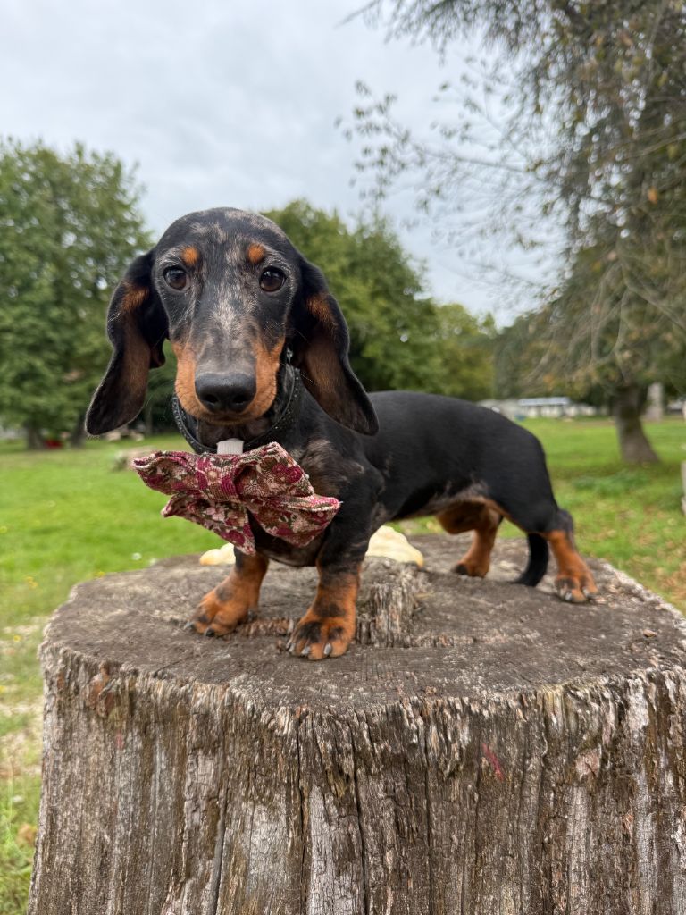 Arley queen du Domaine de la Flammelière
