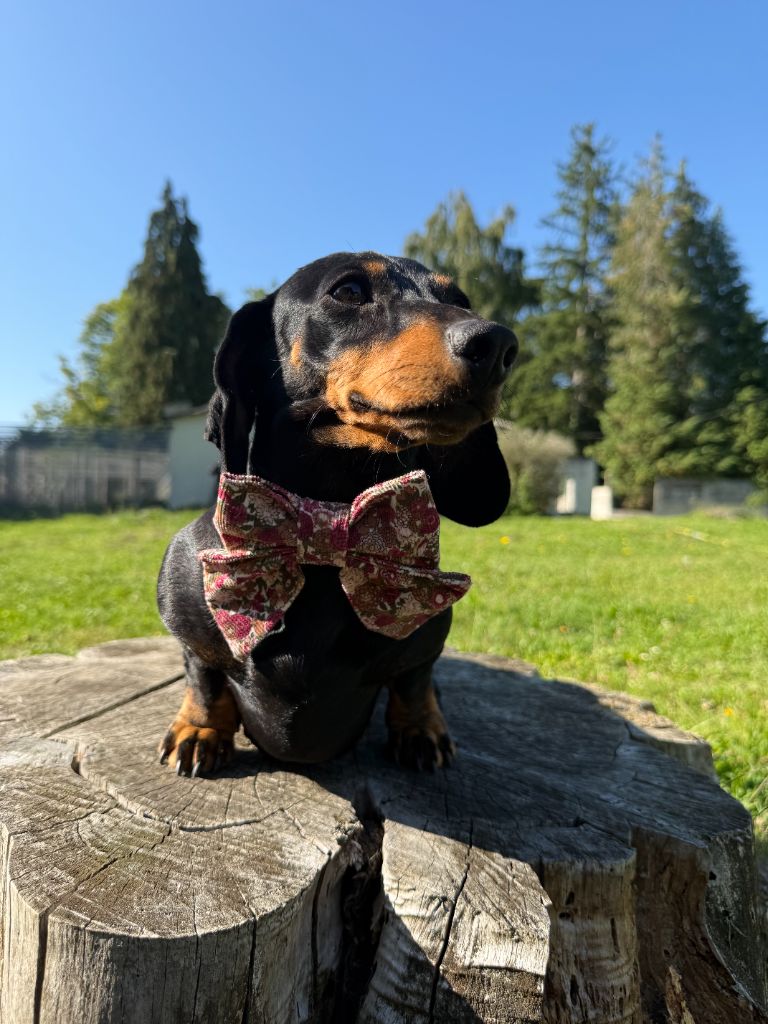 Snackie du Domaine de la Flammelière