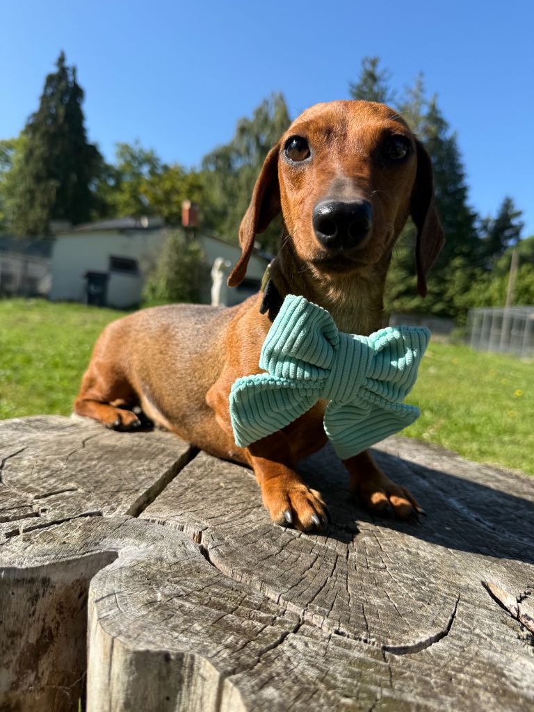 Sultane Du domaine de saint clair