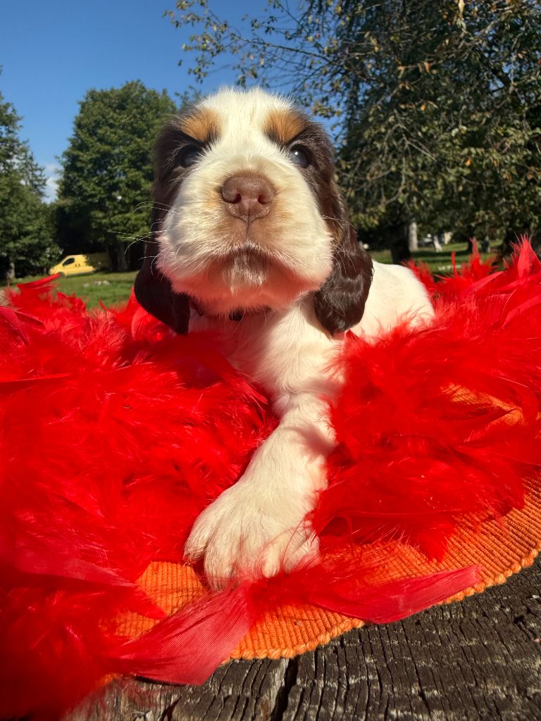 De La Foret Du Landy - Chiots disponibles - Cocker Spaniel Anglais