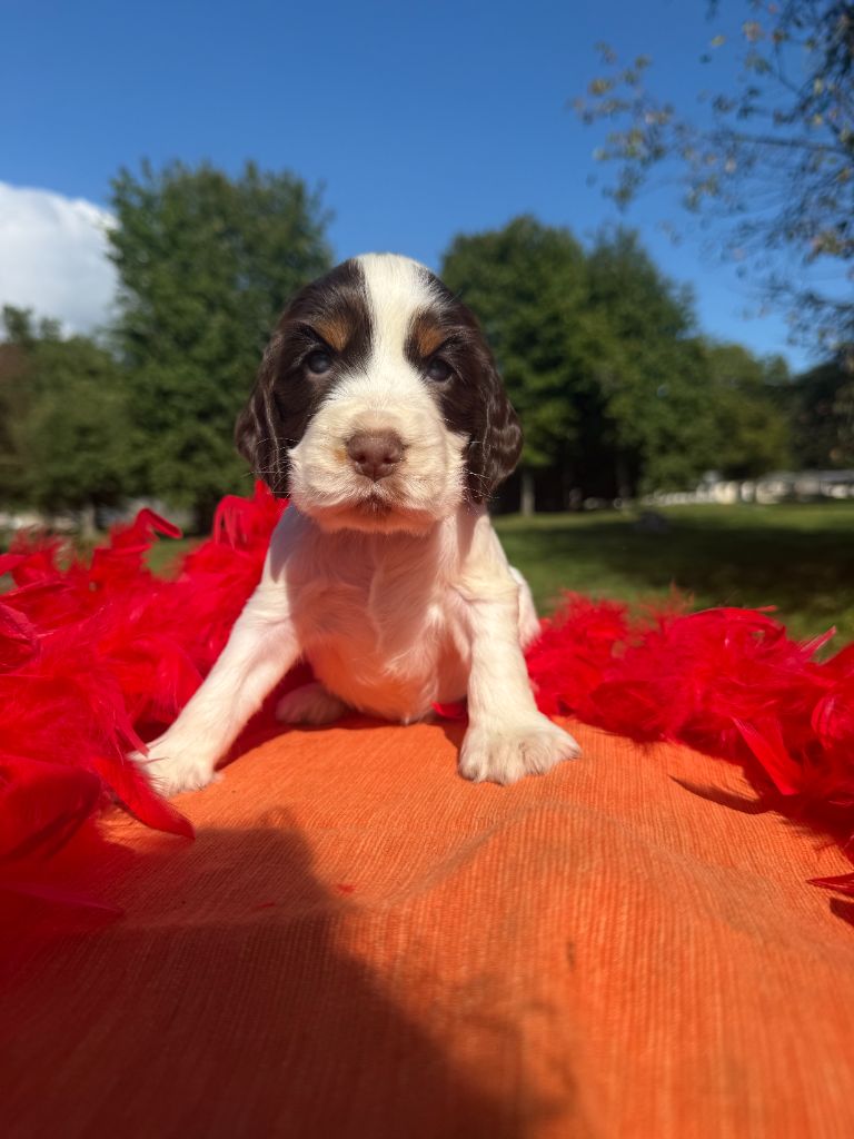 De La Foret Du Landy - Chiots disponibles - Cocker Spaniel Anglais