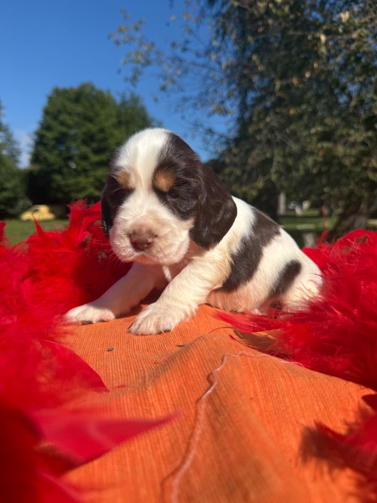 De La Foret Du Landy - Chiots disponibles - Cocker Spaniel Anglais